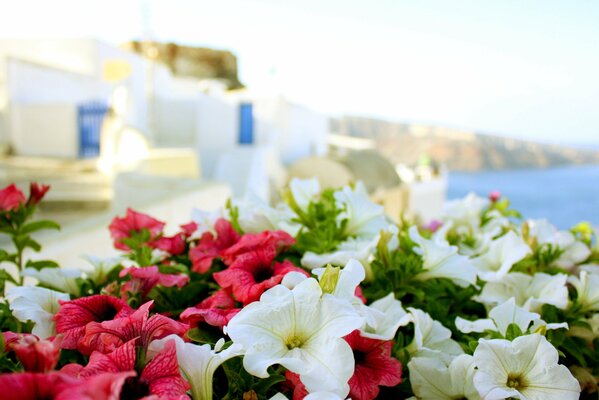 Summer in Greece. Sun, sea and flowers