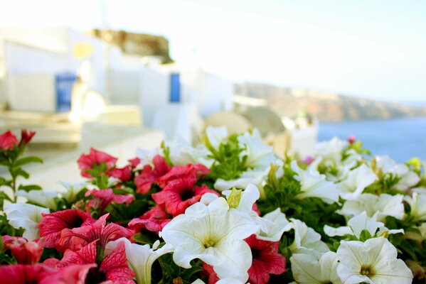 Lato w Grecji. Słońce, morze i kwiaty