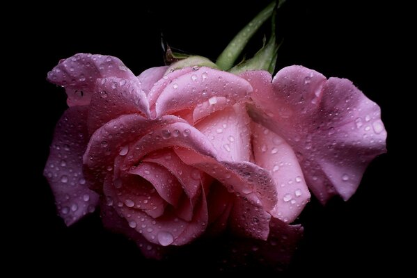 Rosa Rose mit nassen Blütenblättern