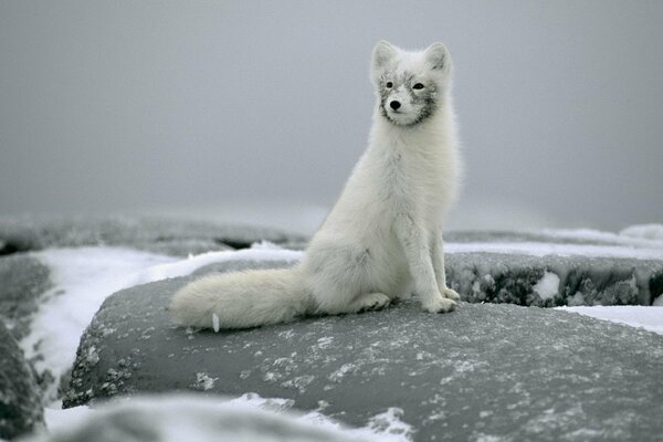 The polar fox is sitting on the rocks