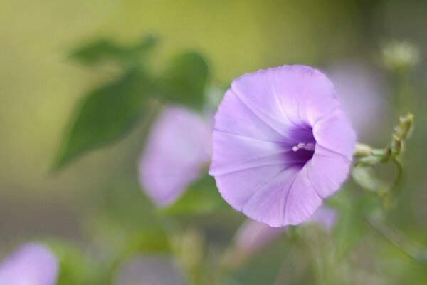 Beautiful pink flowers on a blurry background