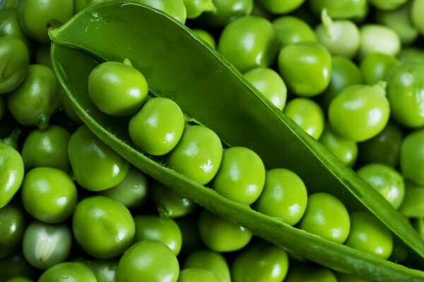 An open pod of green peas