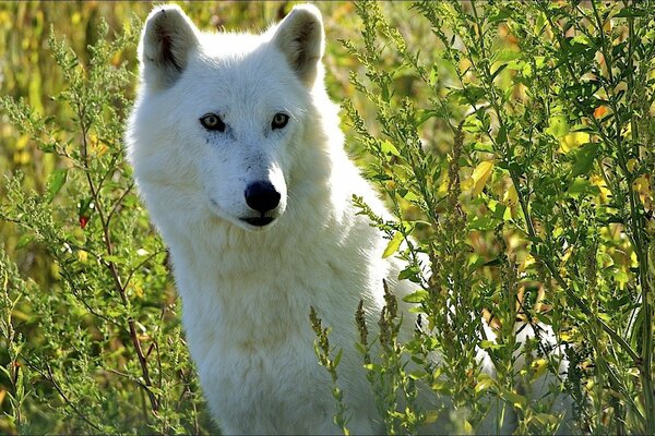 A white wolf is sitting in the grass