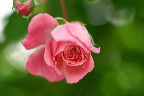 Rose mit schönen Knospen in der Natur