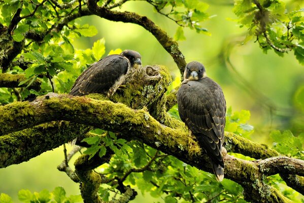 Der Vogel Falke auf einem Ast sieht praktisch nicht sichtbar aus