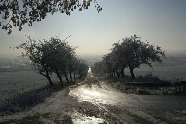 Mañana helada, camino en la niebla