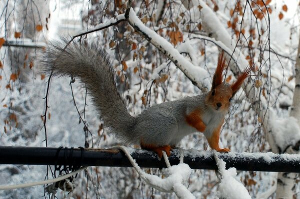 Eichhörnchen mit einer schönen roten Farbe auf einem schneebedeckten Ast