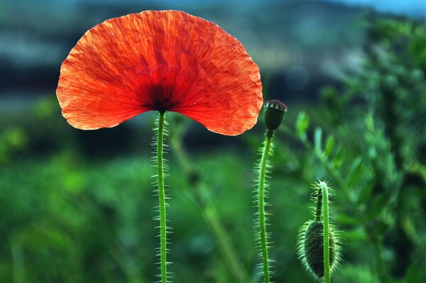 Papavero rosso solitario con belle gemme