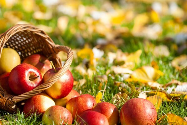 Füllhorn. Ein Korb mit Äpfeln auf dem Rasen. Geschenke des Herbstes. Herbst-Stillleben