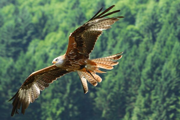 Vuelo del pájaro-águila elegante