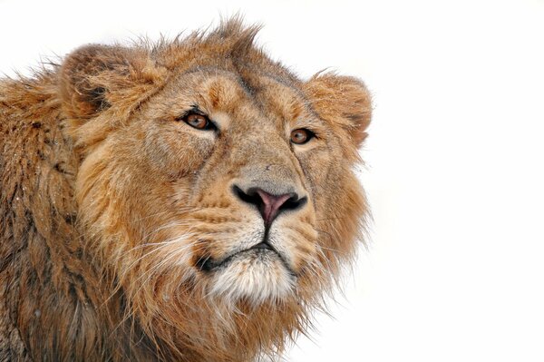 A formidable lion on a white background