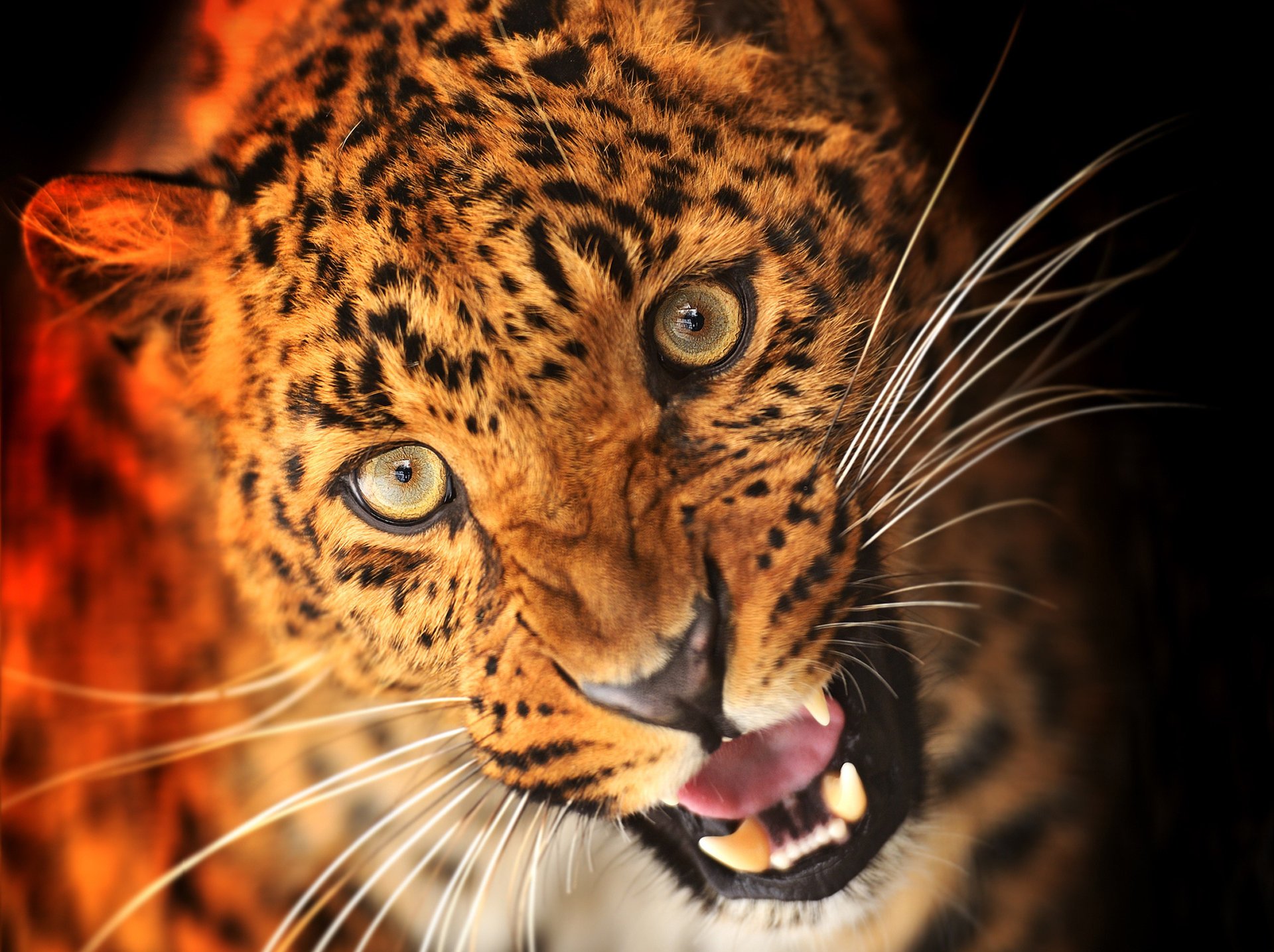 animal leopard the suit look fangs face predator