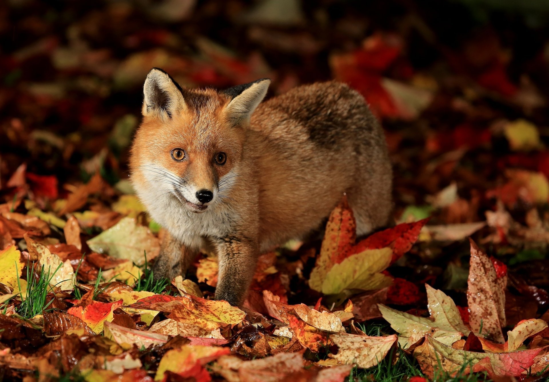 zorro zorro hojas otoño