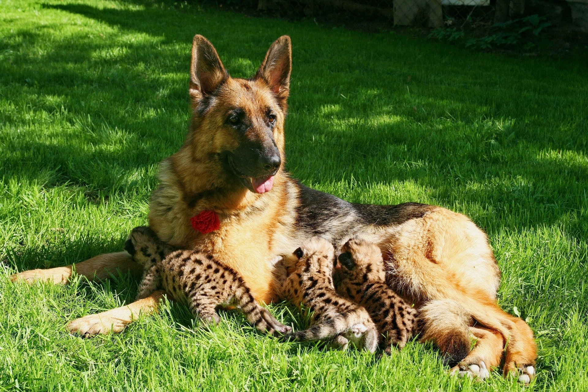 dog young cougars puma kittens feeding shepherd