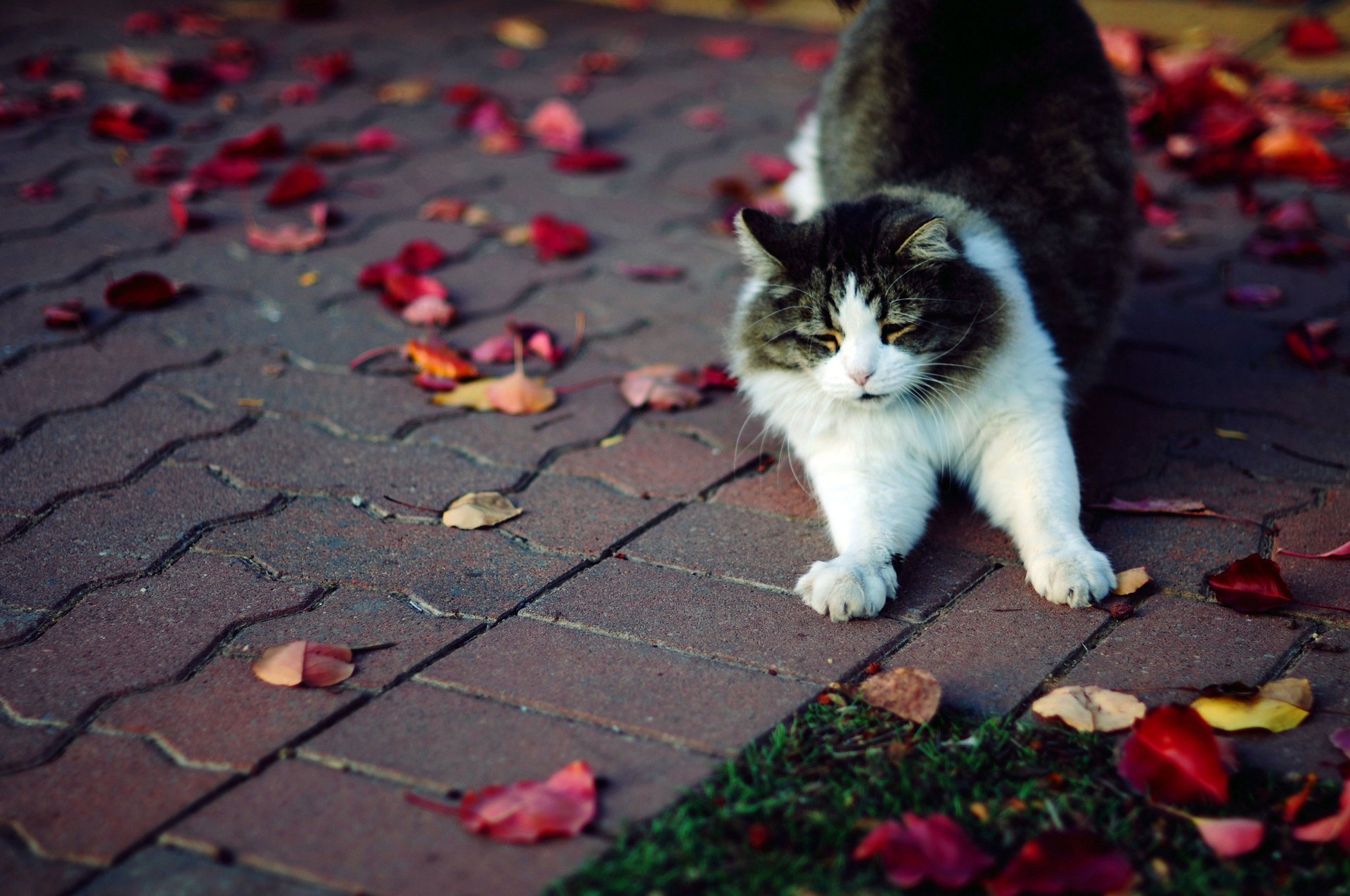 chat automne pattes chat moelleux feuilles tuile herbe