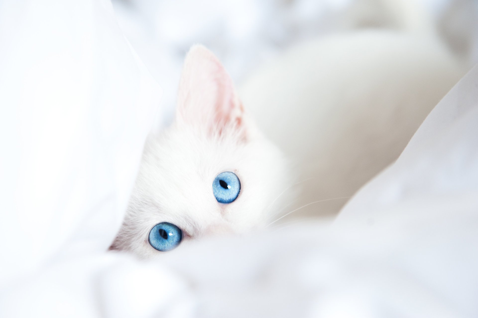 chat couverture blanc yeux bleus regard