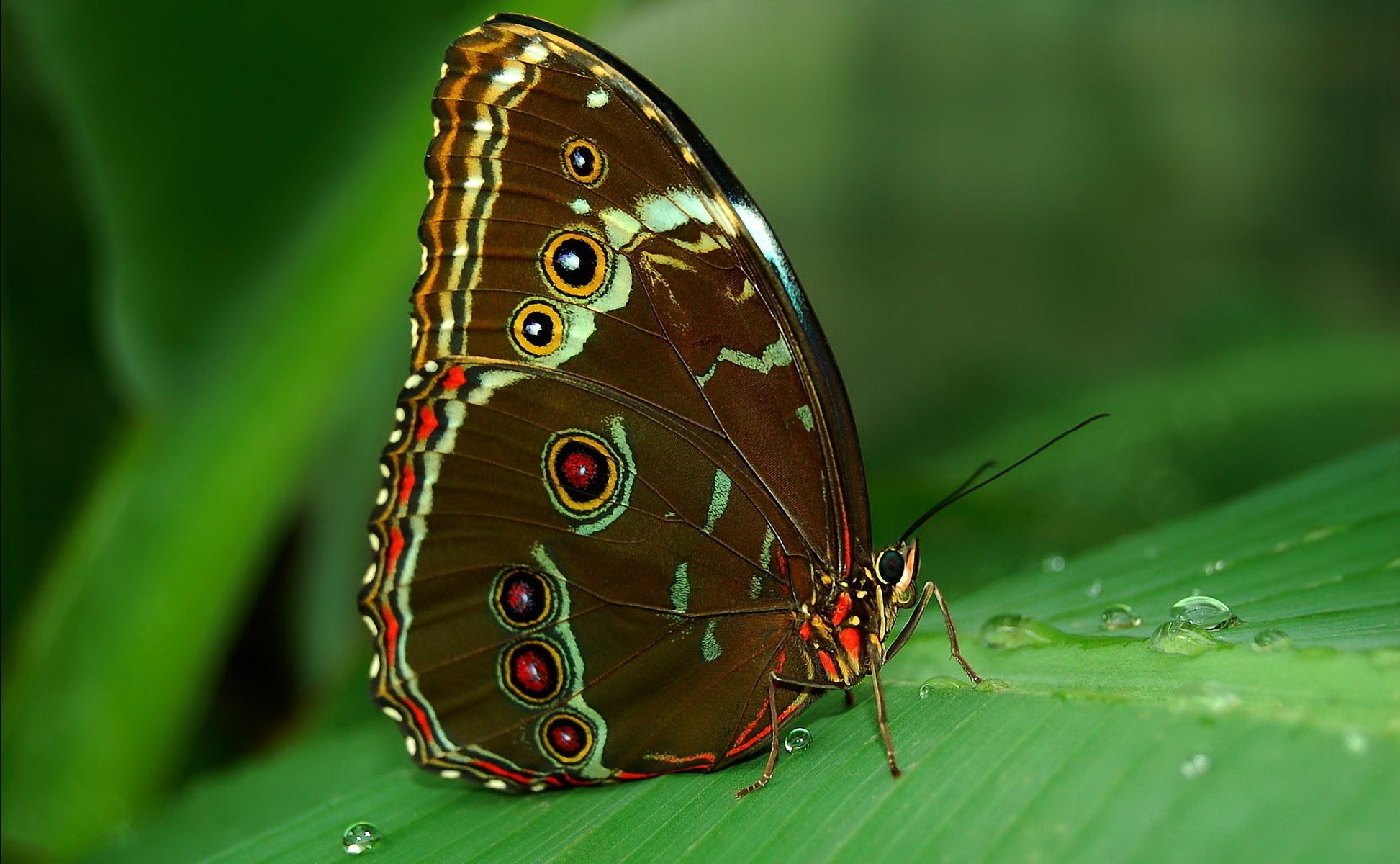 motyl tropiki morpho liść oczka spód rosa