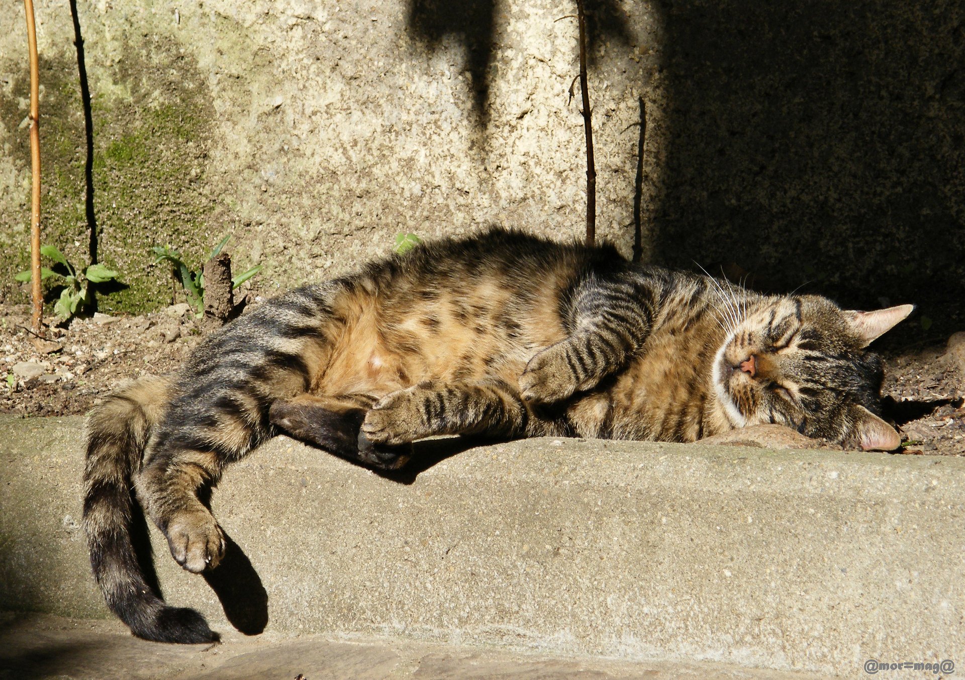 gato gris al aire libre rayas durmiendo