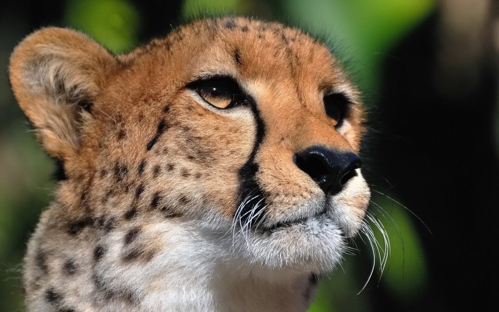 cheetah predator face mustache look