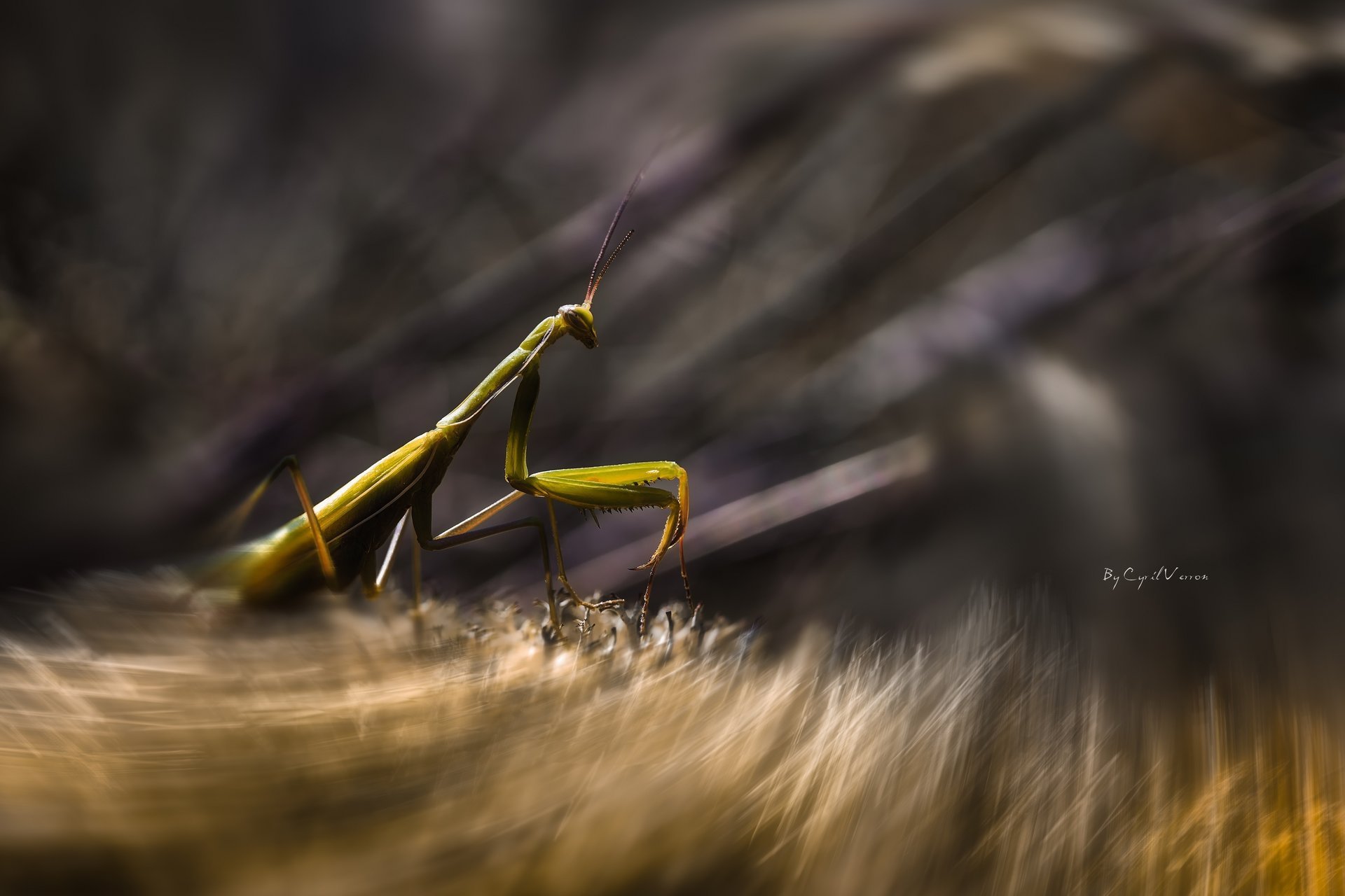 mantis tiro verde insecto movimiento macro