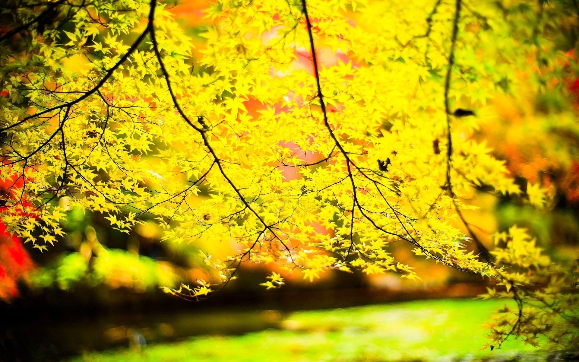 macro árbol árboles amarillo árboles hojas árbol hojas