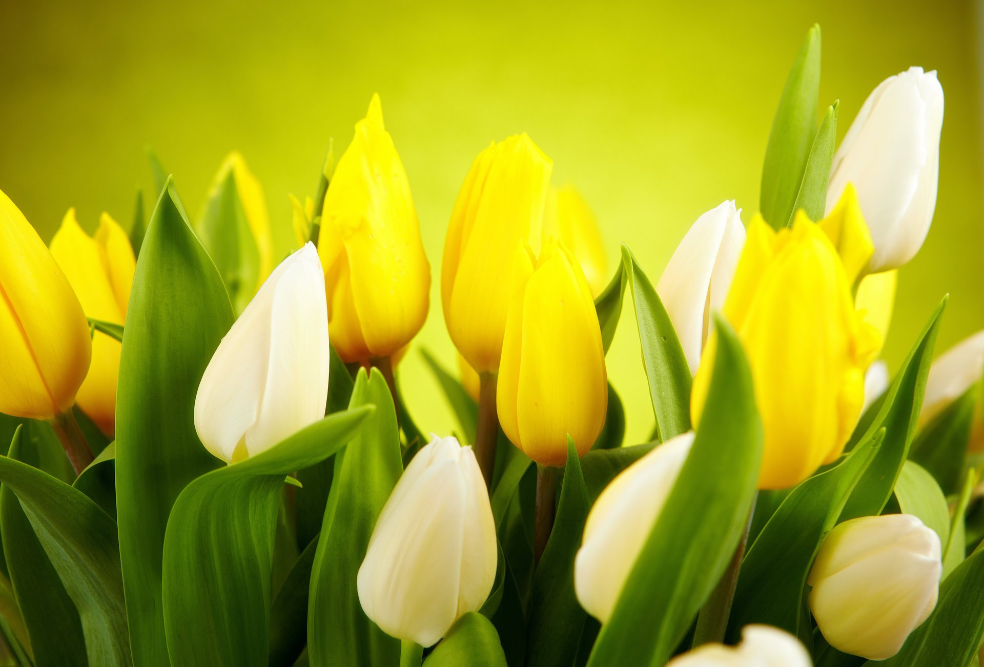 tulipes fleurs feuilles blanc bourgeons jaune printemps