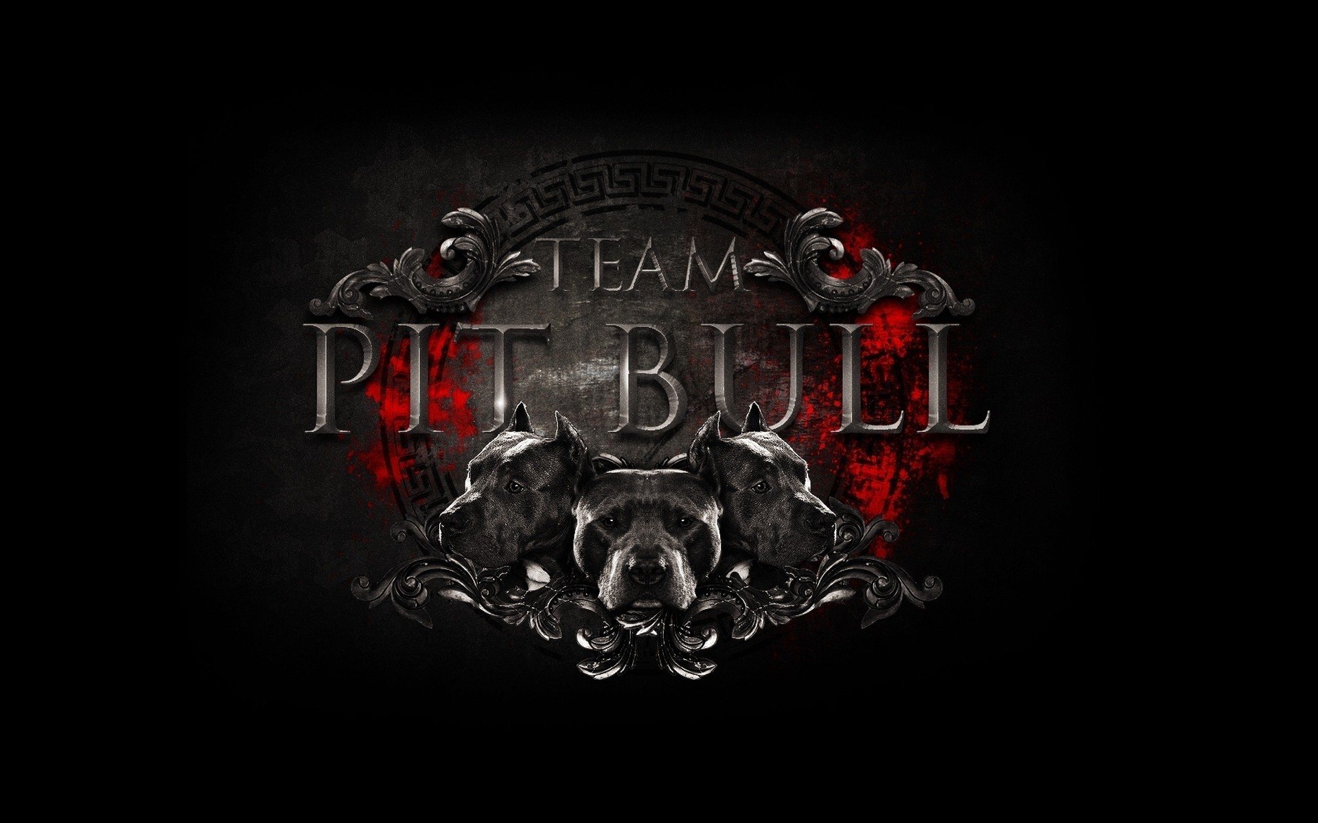 mixed martial arts pit bulls team emblem attraction fight club