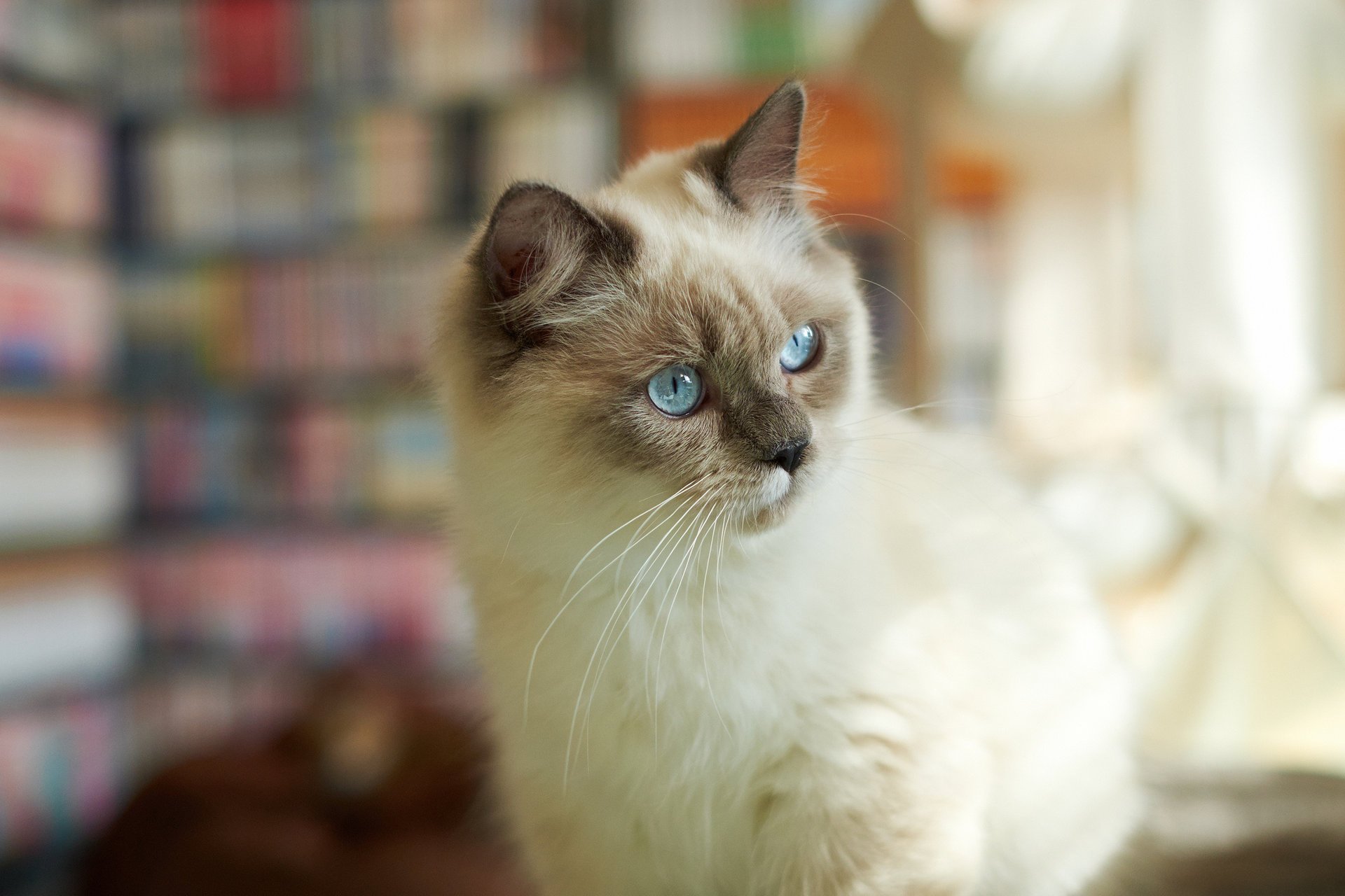 gatto peloso gatto sguardo attenzione siamese