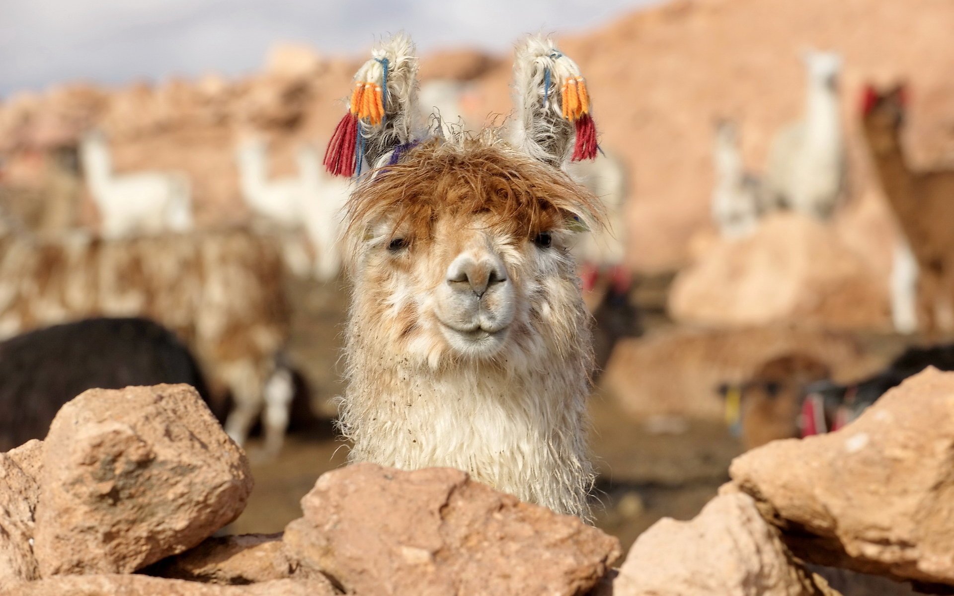 lama natura bolivia