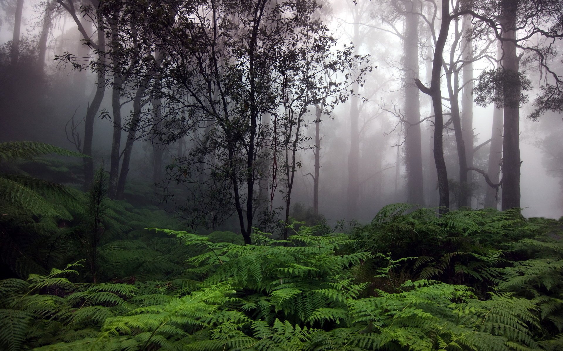 forest trees nature