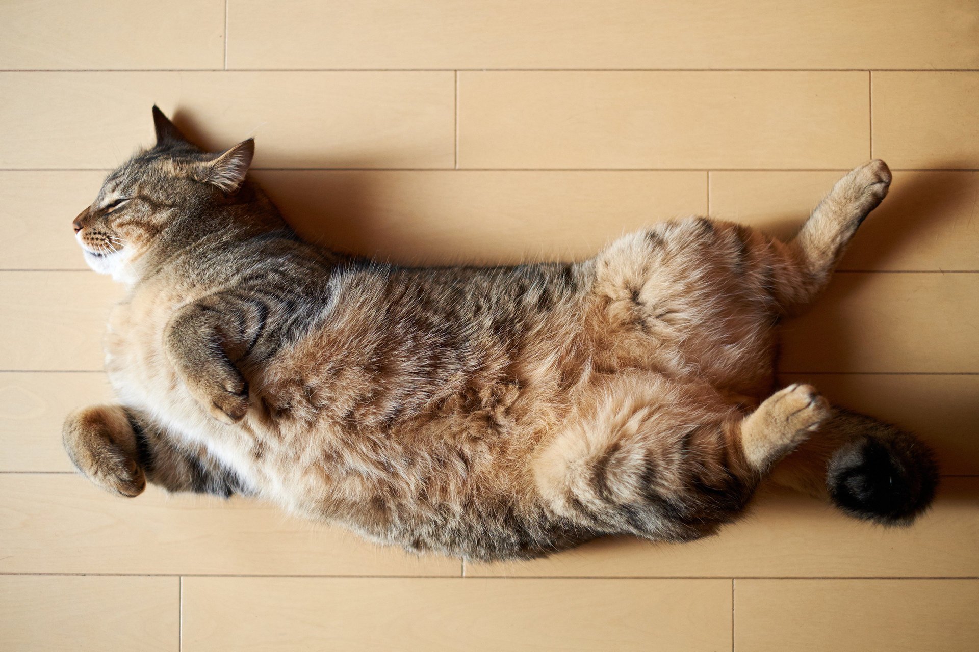 cat cat lying on the floor sleeping sleeping