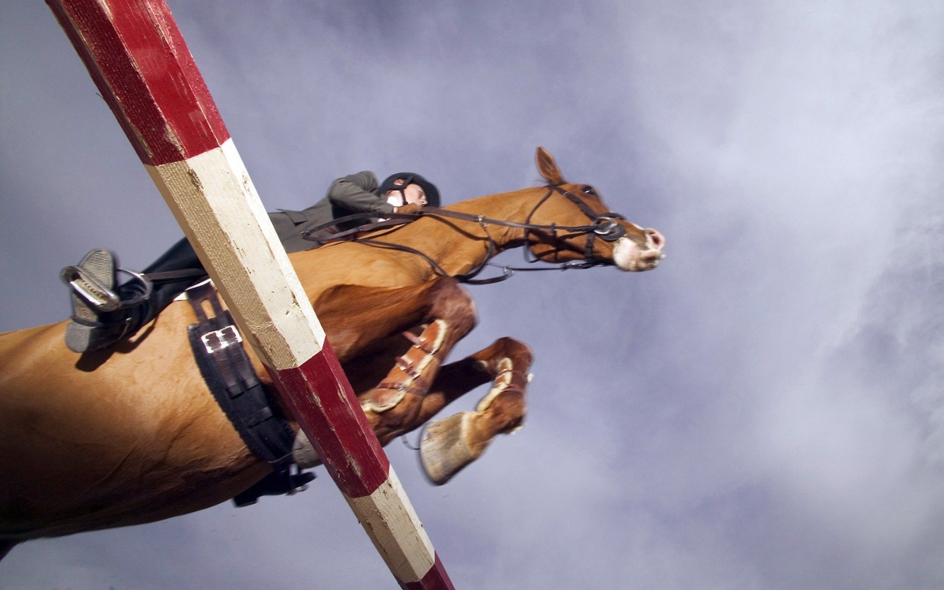 cavallo ostacolo cavaliere equitazione