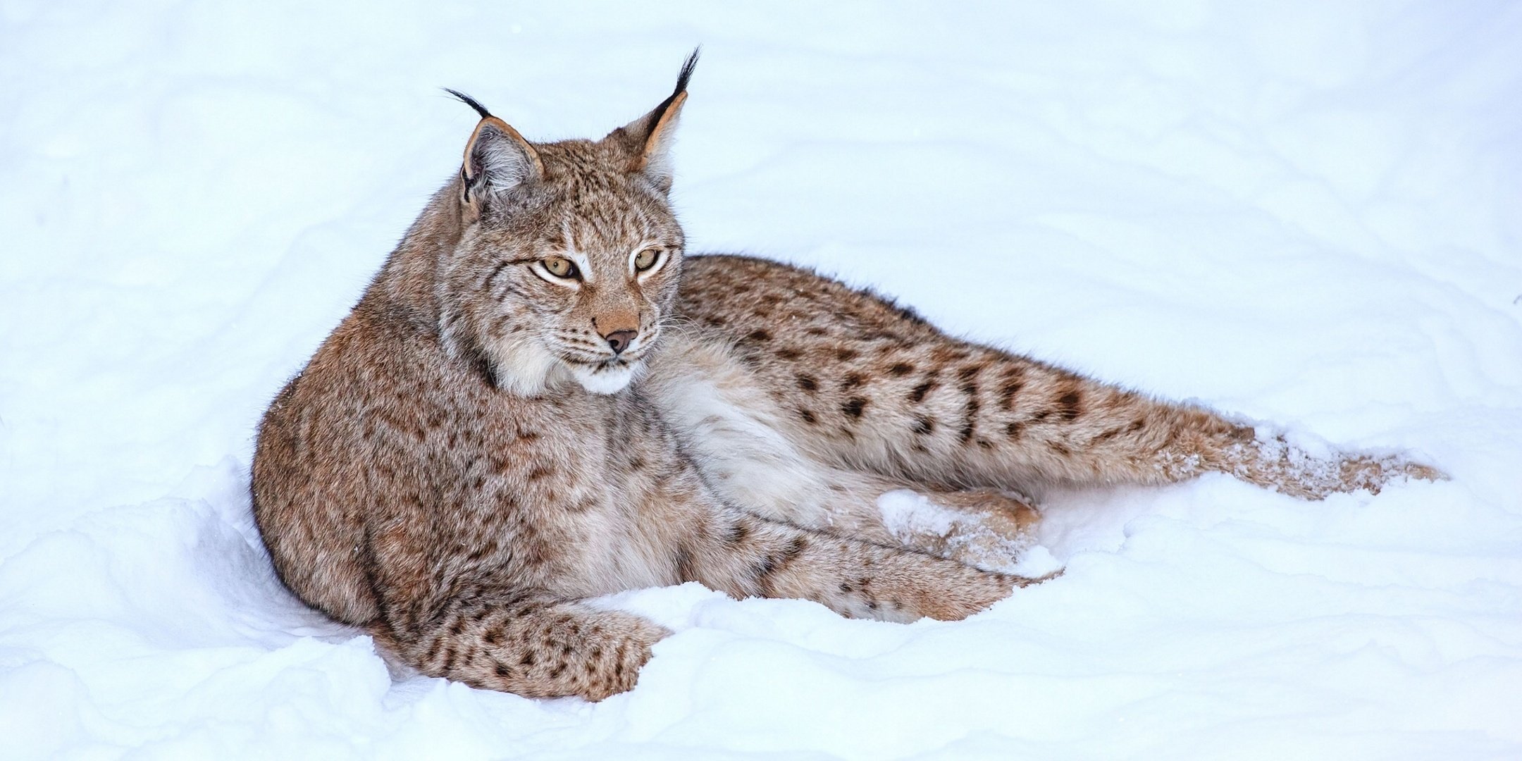 luchs winter schnee