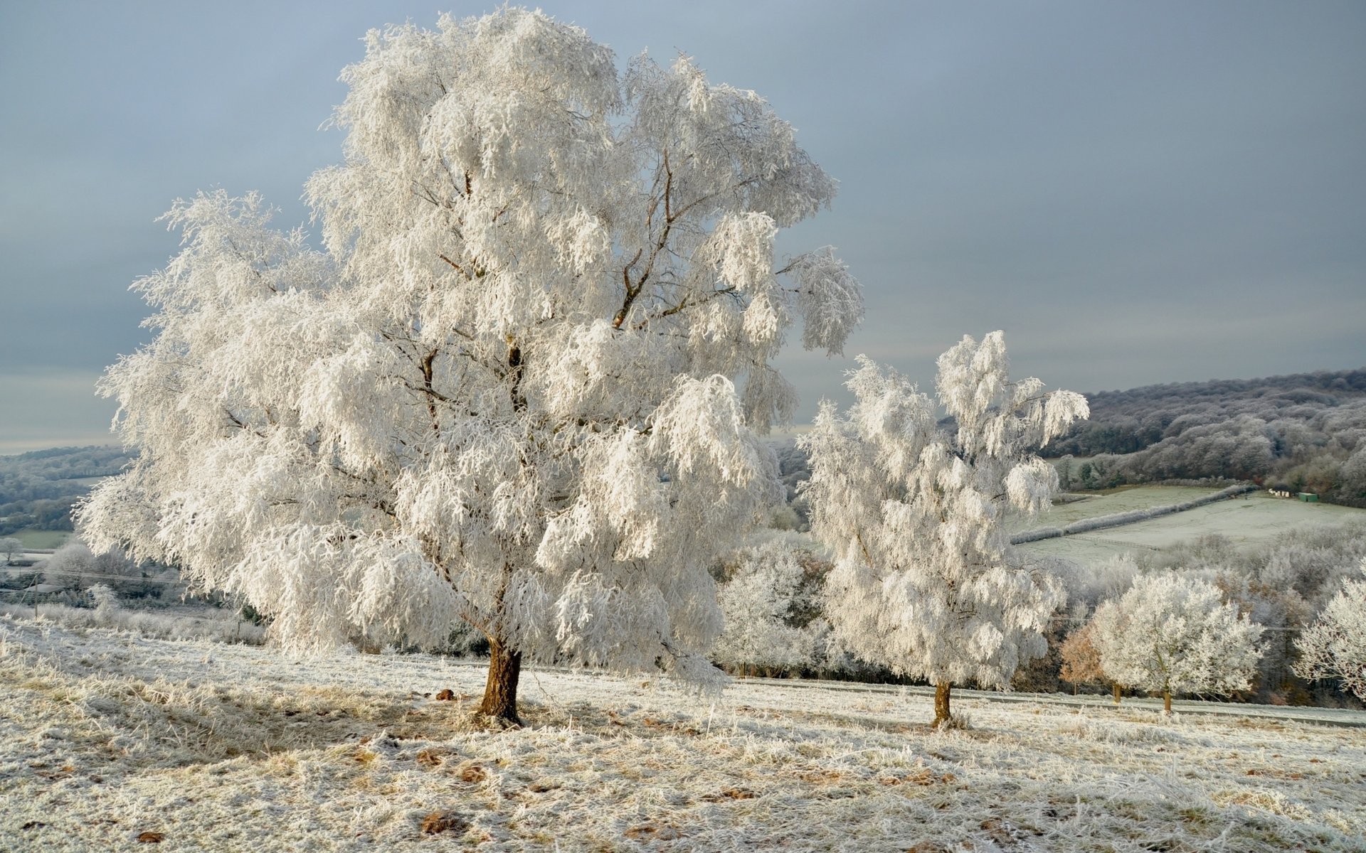 natura drzewa krajobraz zima niebo śnieg