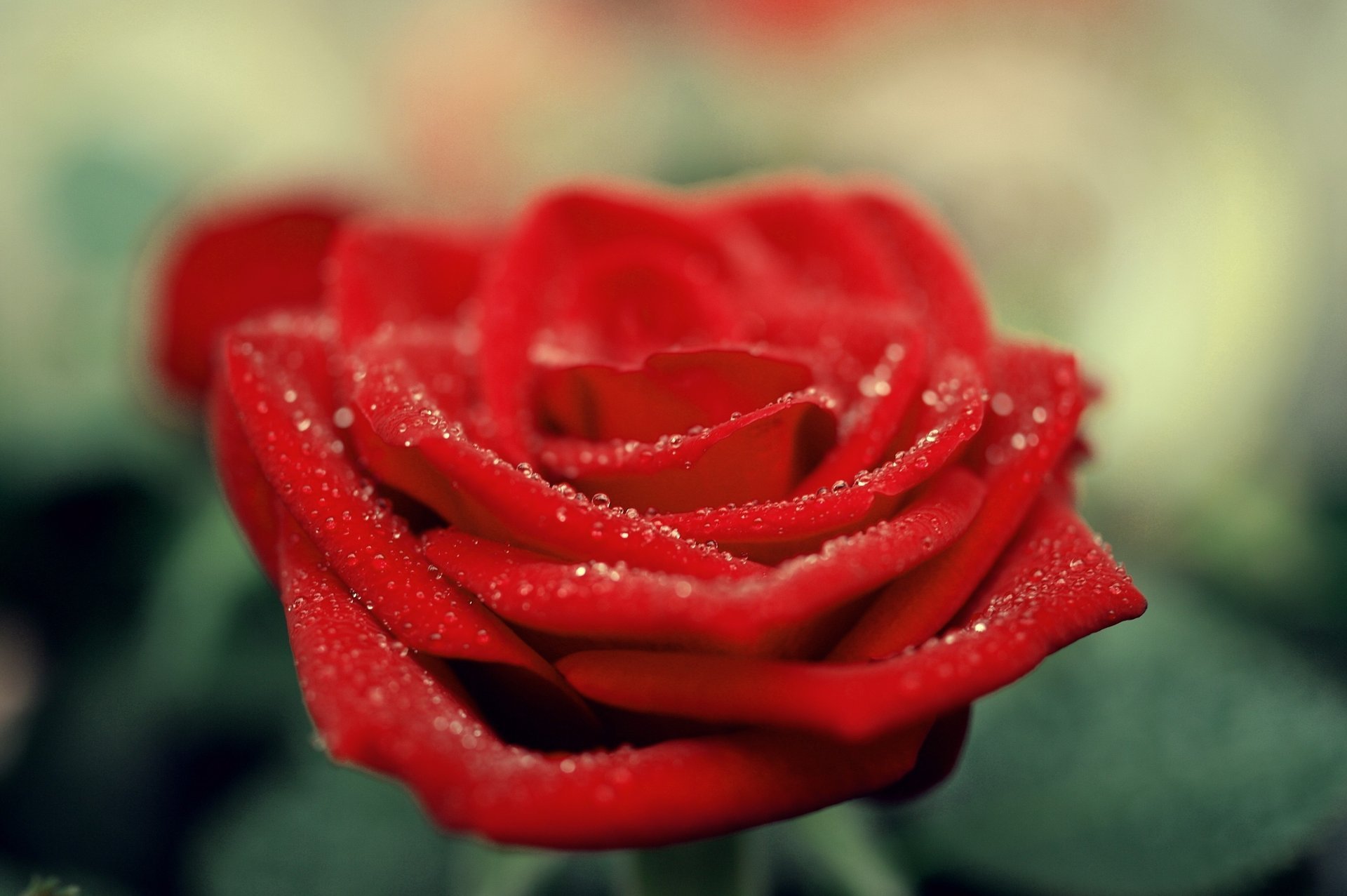 rose red flower petals macro drops scarlet