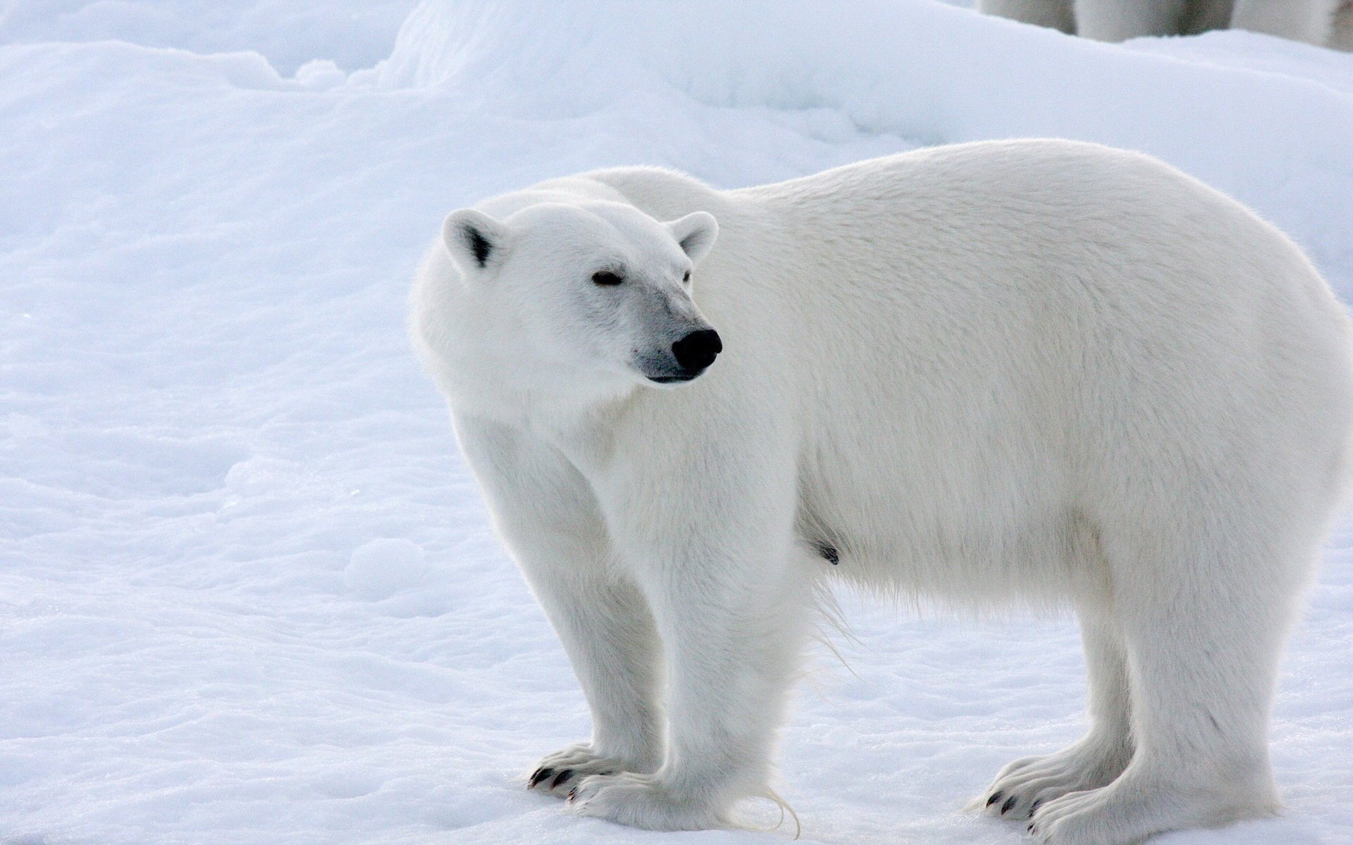 oso polar nieve invierno