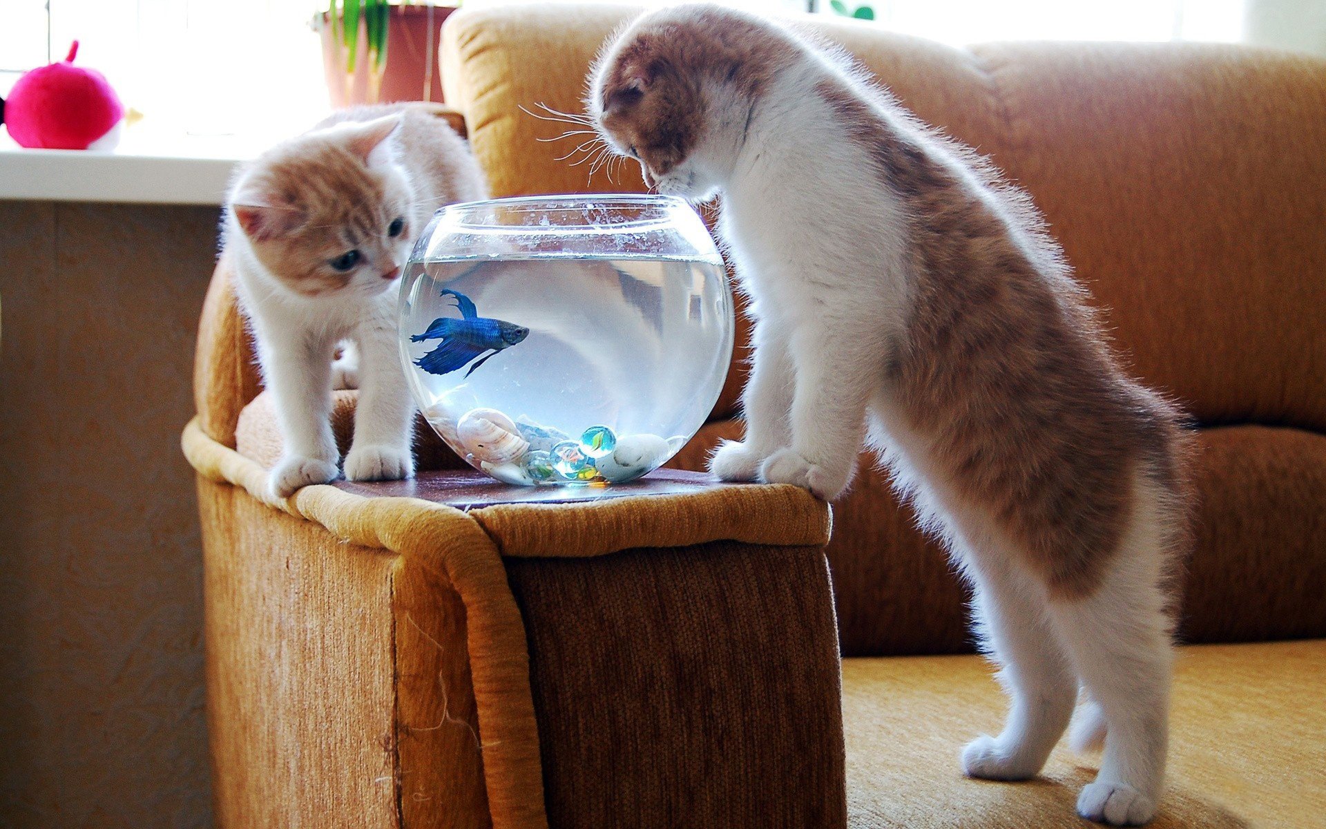 chatons poissons aquarium