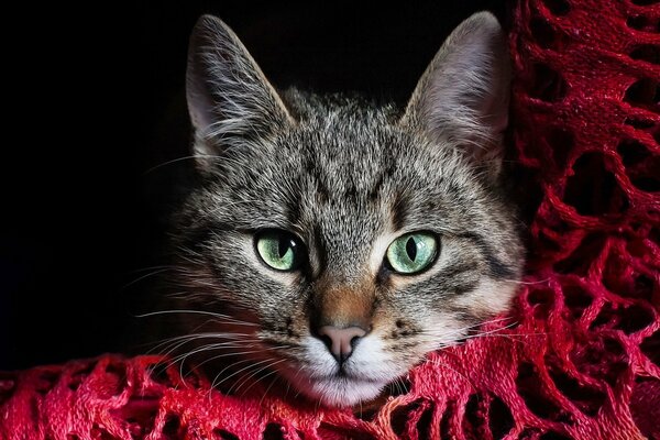 Green-eyed cat in crimson knitting