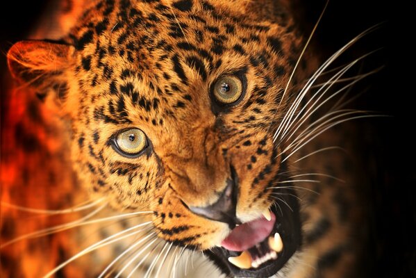 Леопард- дикая кошка с открытой пастью