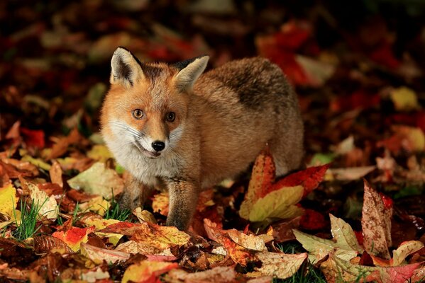 Ein schlauer Fuchs mit roten Augen