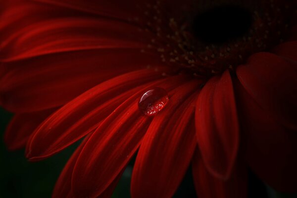 Goutte d eau sur un pétale de gerbera rouge