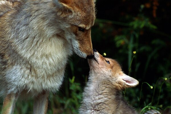 There is a pack of wolves in the forest , where a wolf and a wolf cub gently sniff each other