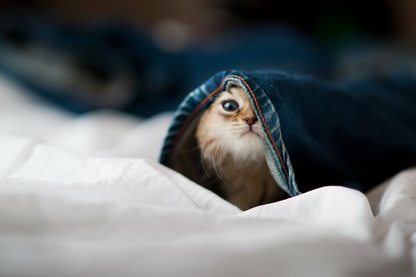 The cat watches from under the blue blanket