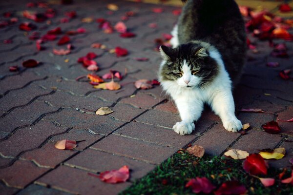 A fluffy cat is lying on the asphalt next to the leaves