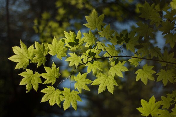 Gros plan de la feuille, branches vertes