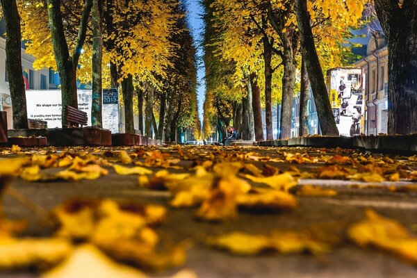 Alley in a scattering of yellow maple leaves