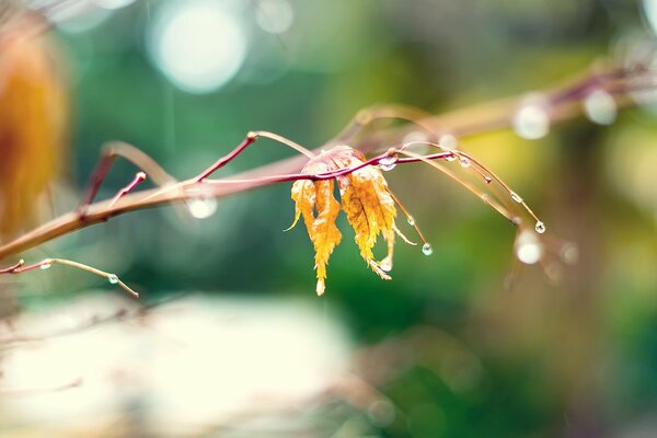 Gocce di rugiada su un fiore di ramo solitario