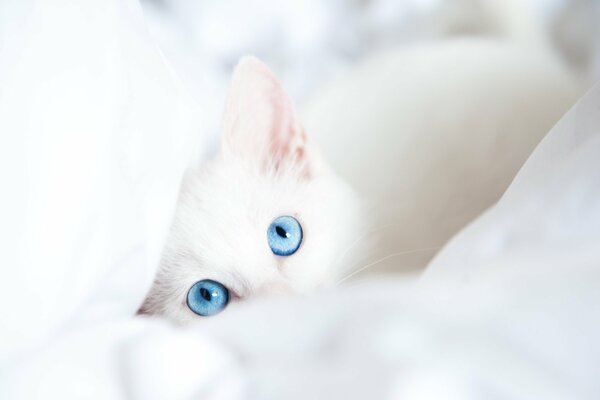 Weiße blauäugige Katze schaut in einer Decke in die Kamera