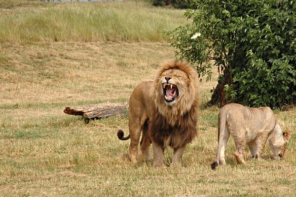 Löwe verteidigt seine Löwin