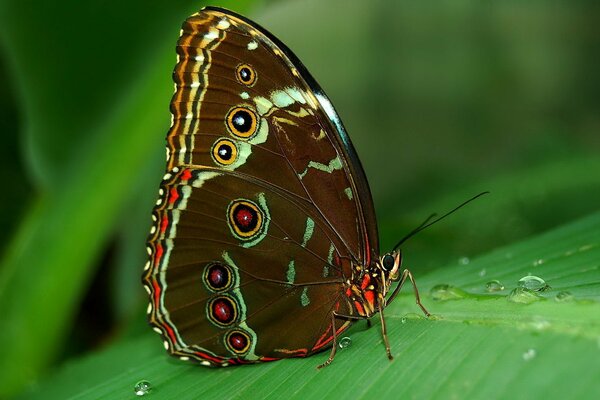 Mariposa tropical Morpho en una hoja con gotas de rocío